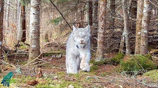 Stunning ethereal footage of lynx in Northern Minnesota