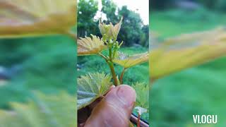 Growing Grapes (Flowering)