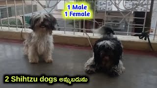 top quality Shihtzu dogs for sale in telugu/9515187623 /aj pets