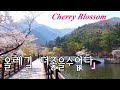 구미 금오산저수지 둘레길,올레길 벚꽃 (Cherry Blossom in Geumosan Reservoir Dulegil Gumi)