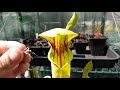 pitcher plant eating large locusts