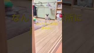 【パグ】広々パグ座り。#パグ #pug #日常 #shorts #癒し #犬 #犬のいる暮らし