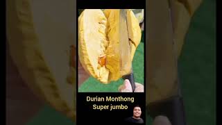 Durian Monthong Super Jumbo