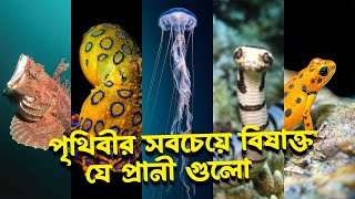 পৃথিবীর সবচেয়ে বিষাক্ত ৫টি প্রানি। 5 most poisonous animals in the world।  ভবঘুরের কথা।