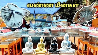 குறைந்த விலையில் வண்ண மீன்கள்  பொம்மை சந்தைக்கு #trichy #colorfishmarket #xplorewithvj #fishtank