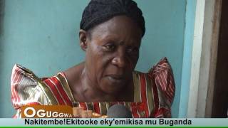 OGUGGWA :Nakitembe!Ekitooke eky'emikisa mu Buganda