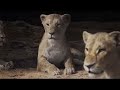 the lion king 2019 scar rules the pride rock hd