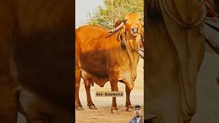 Jai Ho Gau mata ki #cow#ytshorts #bull