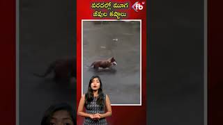 వరదల్లో మూగ జీవుల కష్టాలు #short #michaungcyclone #animals | FBTV NEWS