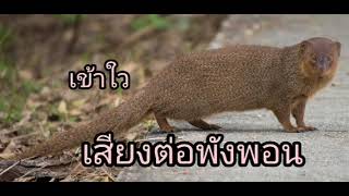 เสียงพังพอน เข้าใว เสียงดัง เสียงชัด