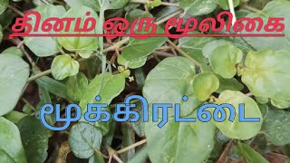 தினம் ஒரு மூலிகை  part17/மூக்கிரட்டை/ mukkiratai