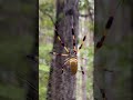 Orb Weaver Spider (Banana Spider, Trichonephila Clavipes)