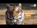 Discover truely interesting facts about tigers!