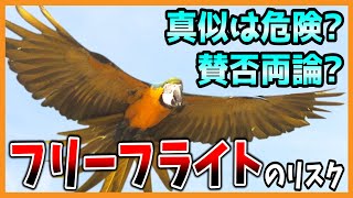 【フリーフライトの3つのリスク】安易に真似するのは危険！特に○○には無理です!~インコ・鳥~Budgerigar