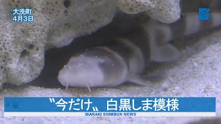 〝今だけ〟白黒しま模様　シマザメ繁殖に成功　国内で初　大洗