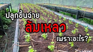 ปลูก ขึ้นฉ่าย ล้มเหลวเพราะอะไร?