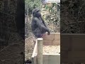 子どもゴリラのキンちゃんはいつも元気 little gorilla kintaro is always full of cuteness 2023.04.05 ゴリラ gorilla