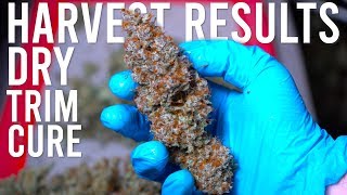 BLUE DREAM HARVEST RESULTS: DRYING, TRIMMING, CURING GUIDE