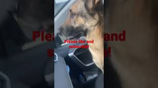 Nina our German Shepherd is an excellent co-pilot