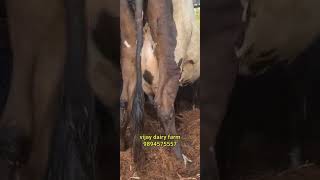 Vijay dairy farm tenkasi 9894575557