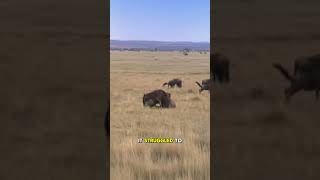 The moment the hyena closed in, the wildebeest realized its mistake—standing too far from the herd