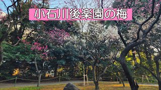 小石川後楽園の梅｜徳川光圀ゆかりの庭園に咲く美しい梅の花（梅まつり、東京の梅の名所）