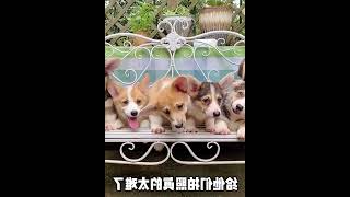 去犬舍撸到了一群小柯基，太治愈啦 #001