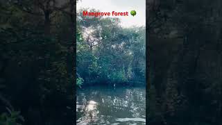 Tamilanadu mangrove forest #tamil #tamilanadu #chennai #chidambaram #pichavaram #mangrove #2024