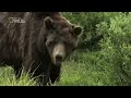 الدب البني نات جيو وايلد العربية nat geo wild arabic