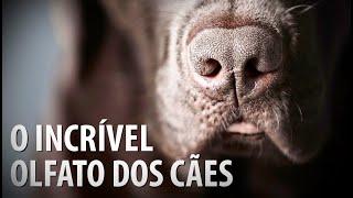 8 CURIOSIDADES SOBRE O OLFATO DOS CÃES!