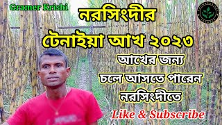 টেনাইয়া আখের আপডেট ৩০/০৮/২০২৩ইং। চলুন দেখে নেই নরসিংদীর আখ। Sugarcane