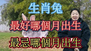 生肖兔！最好哪個月出生？屬兔人最忌哪個月出生？屬相兔必看！#生肖 #運勢 #風水 #命理