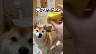 なんで気づかないの⋯ww #柴犬 #天然記念物 #イッヌ