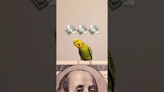 Money money green is all I need #funny #birdy