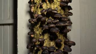 Timelapse of Oak Log - Unit 7.4 Matter Cycling \u0026 Photosynthesis Lesson 13