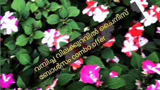 വമ്പിച്ച വിലക്കുറവിൽ ചൈനീസ് ബോൾസം combo offer#nature #flowers #idukki #gardening #kerala