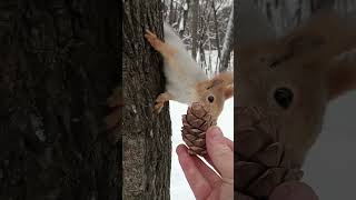 Эта белка любит шишки / This squirrel loves cones