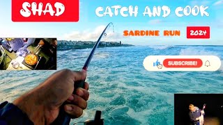 Catching And Cooking Shad During The Sardine Run