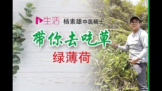 带你去吃草之绿薄荷（左手香）