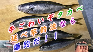 タカベ釣り延べ竿で釣ると超楽しい2021年7月中旬