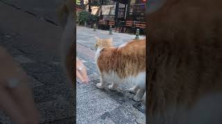 记录猫咪日常 现在猫猫这么不值钱了吗？步行街竟然有这么漂亮干净的流浪猫？神奇动物在抖音萌宠出道计划 谁家小猫长得这么别致 被萌宠治愈的那些时刻 小动物们能有多治愈