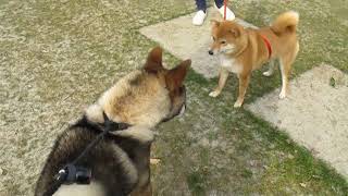 四国犬テツ　公園で会ったかわい子ちゃんにあいさつ♡