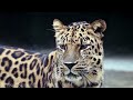 african jungle 4k the world s second largest tropical rainforest scenic relaxation film