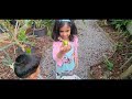 fruit thinning malayalam video പഴങ്ങൾ പറിച്ചുകളയണോ