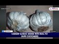 cement made garlic shocking video exposes fake garlic scam in maharashtra