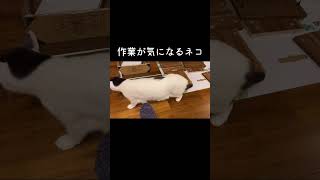 [切り抜き] 作業が気になるネコ #保護猫 #猫あるある