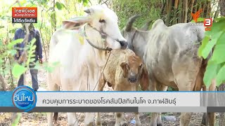 ควบคุมการระบาดของโรคลัมปีสกินในโค จ.กาฬสินธุ์