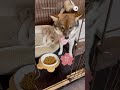 もう伏せが雑なんて言わせない！｜peco ポメ柴 ミックス犬 犬 犬のいる暮らし 愛犬家 dog doglife doglover