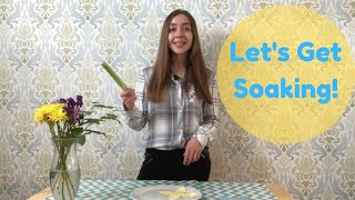 Kids Science Experiment - How do Plants Drink Water? | Capillary Action