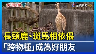 長頸鹿、斑馬相依偎 「跨物種」成為好朋友【發現科學】